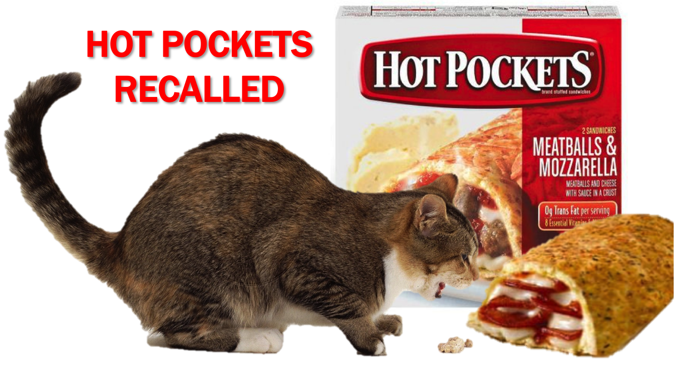 Current-Event-Cat-Hot-Pockets.png
