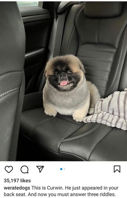 curwin dog.jpg