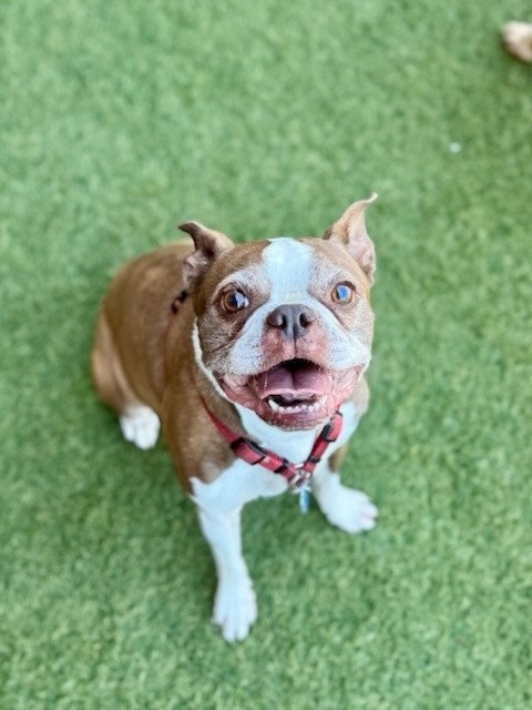 cute bully.jpg