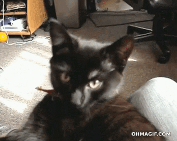 cute-cat-falling-asleep.gif