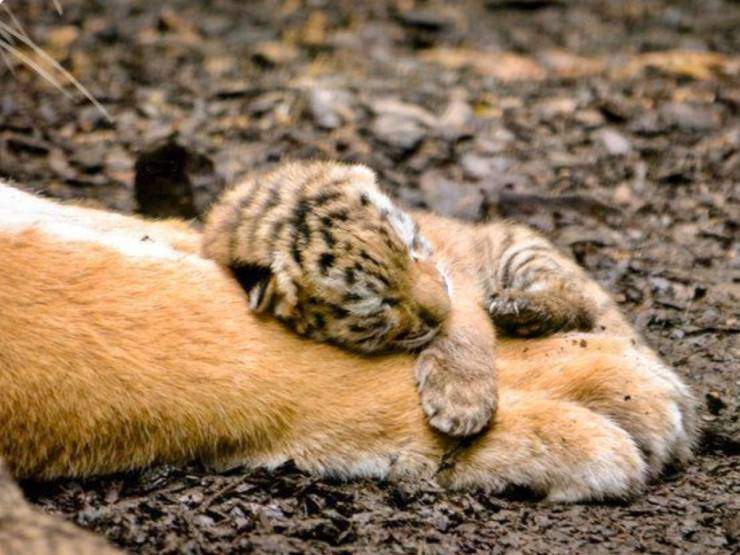 cute cub.jpg