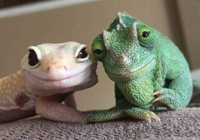 cute lizards.jpg