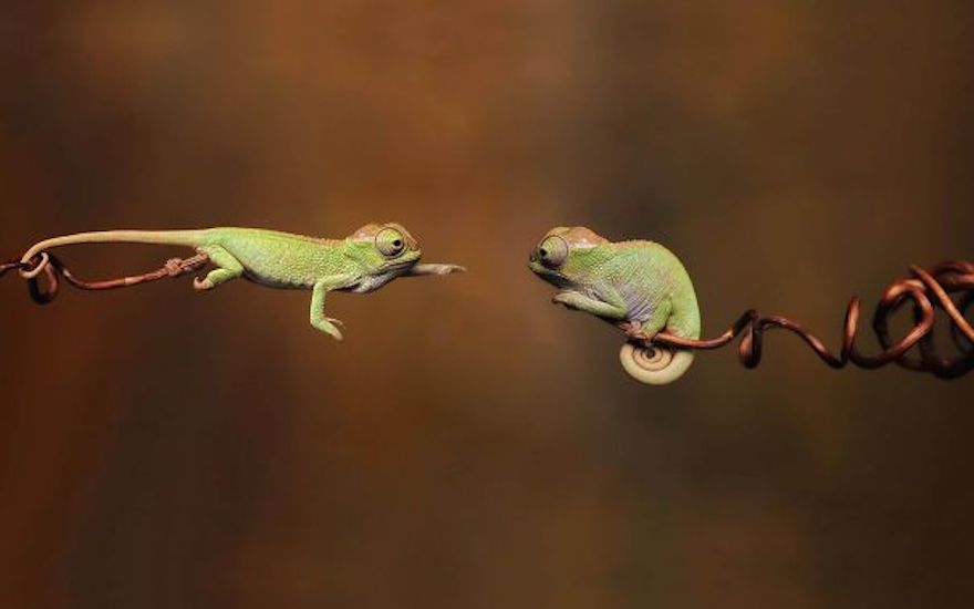 cute-reptiles-16__605.jpg