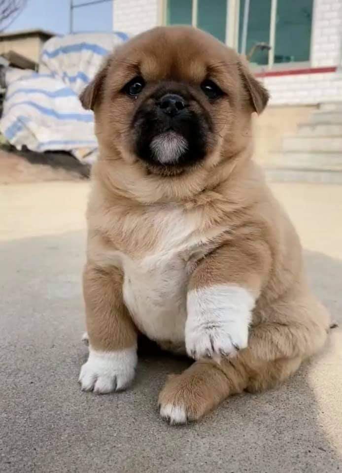 cute squishy pup.jpg