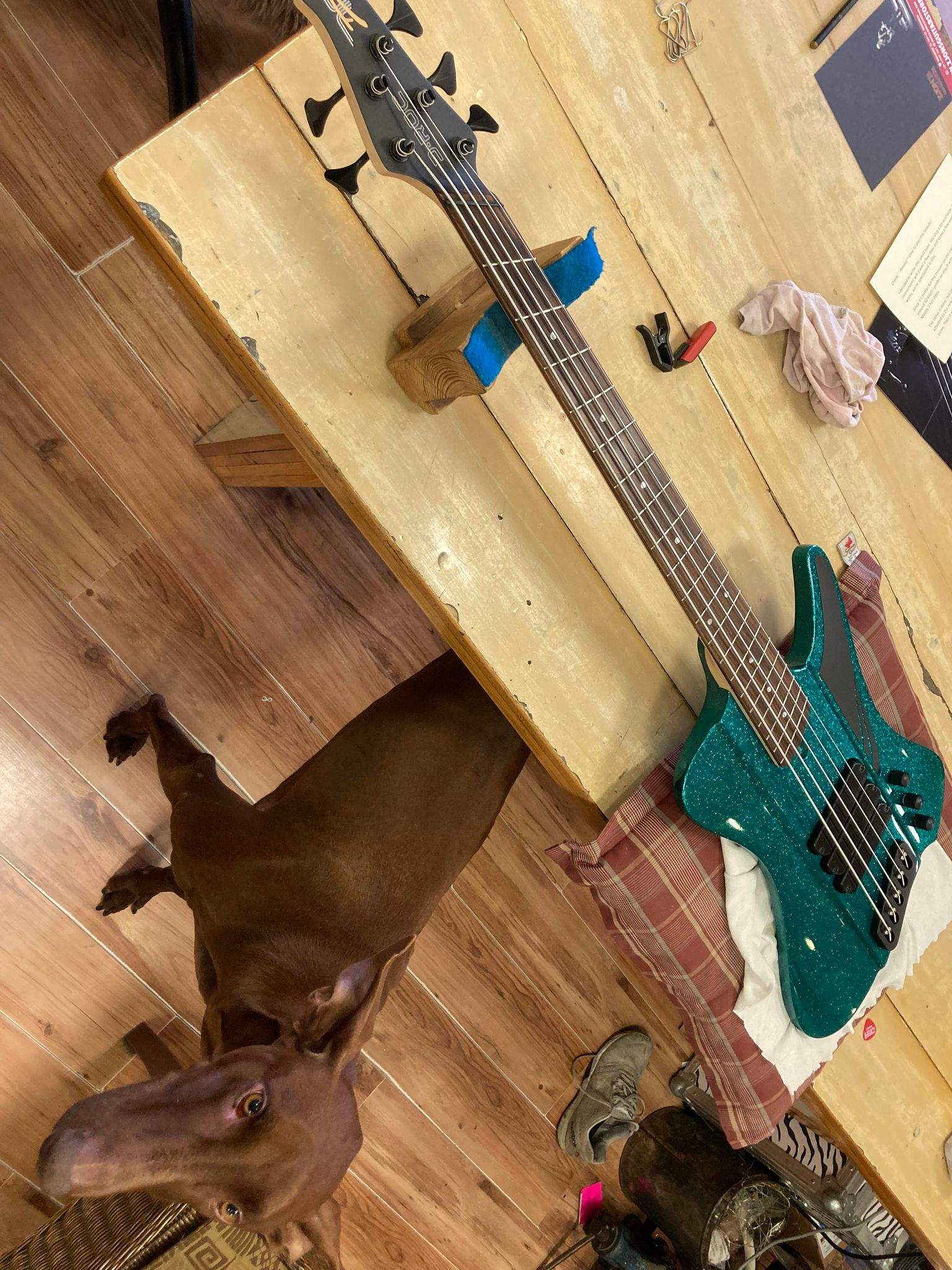 Cute_dog.jpg