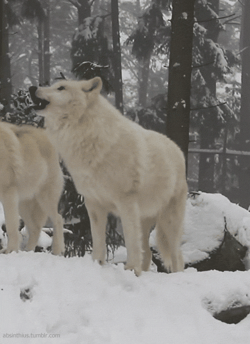 D625C8E8-611F-400C-92DA-AA475D7ABB47.gif