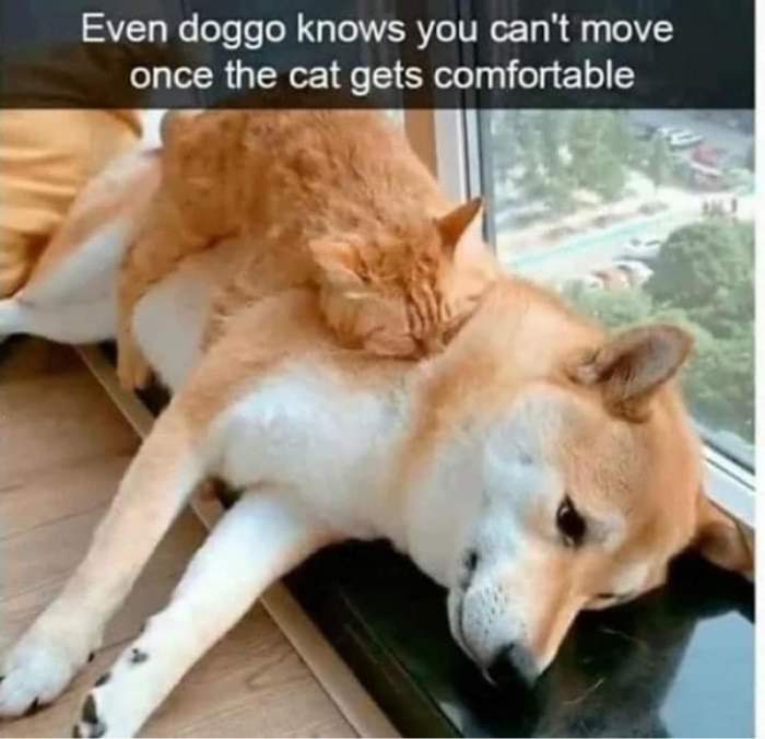 DA051E00-2649-4249-B668-0FAFA5056E05.jpeg