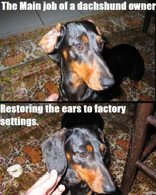 dachshund ears.jpg