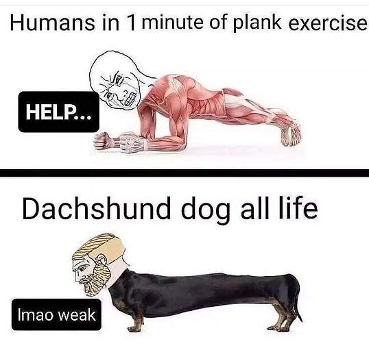dachshund plank.jpg
