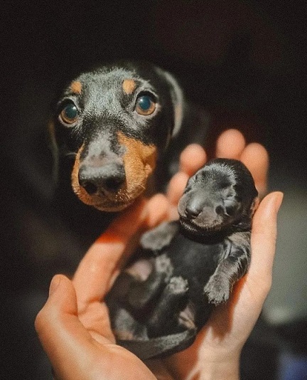dachshund pup.jpg