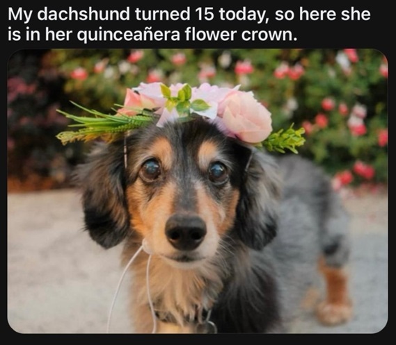 dachshund quince.jpg