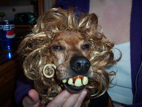 dachshund_normal_Picture-002.jpg