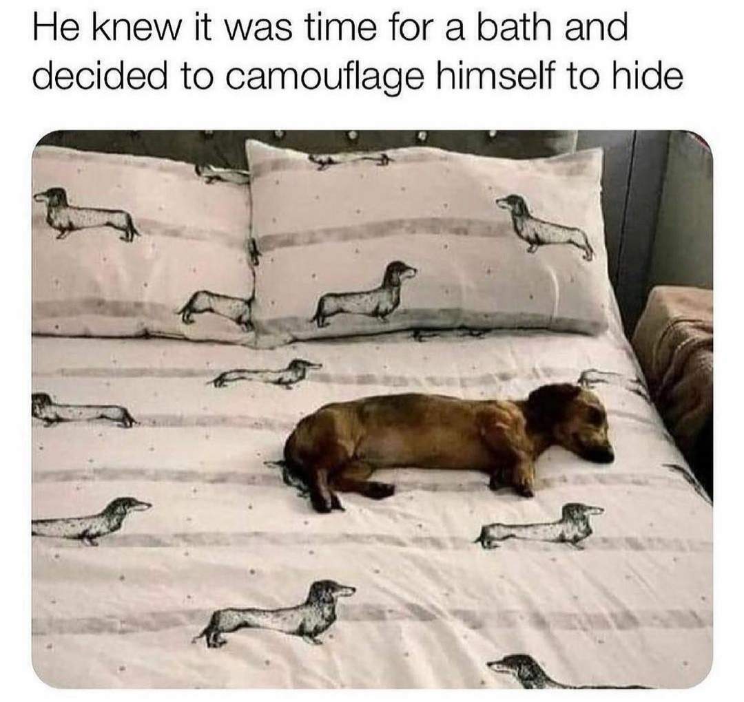 dachsund camo.jpg