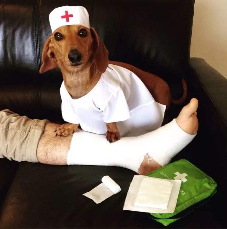 dachsund nurse.jpg