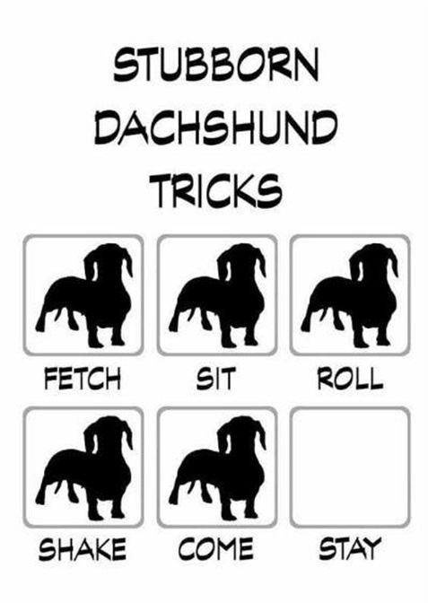dachsunds.jpg
