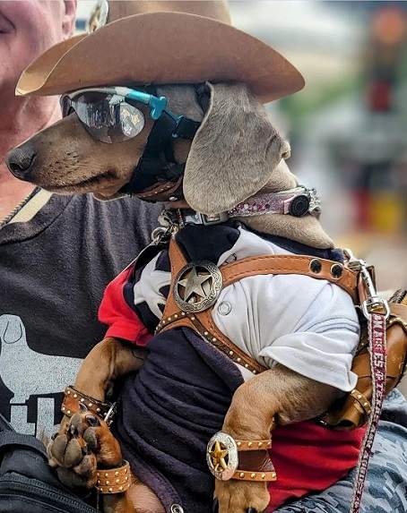 dachswhund sheriff.jpg