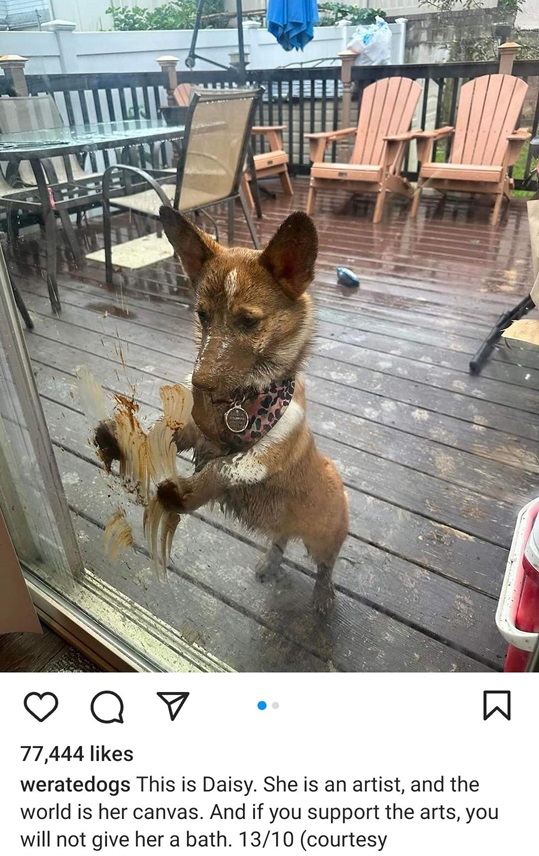daisy dog.jpg