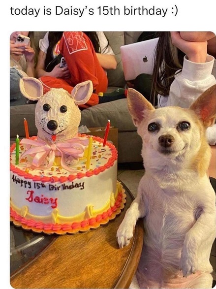 daisy dog.jpg