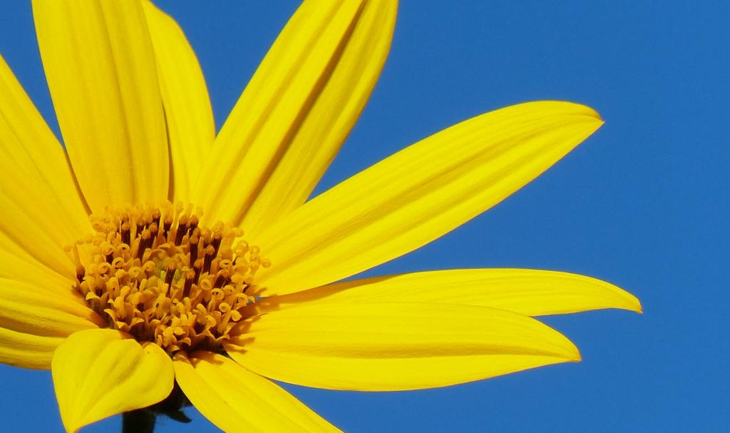 Daisy1_zpse724e3d1.jpg