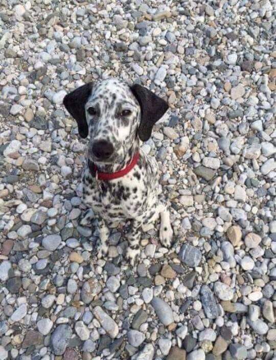 dalmatian camo.jpg