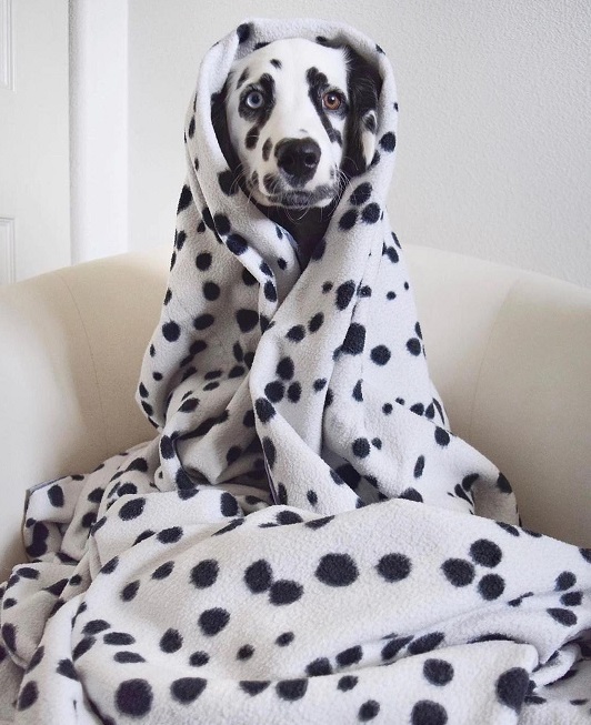 dalmatian.jpg