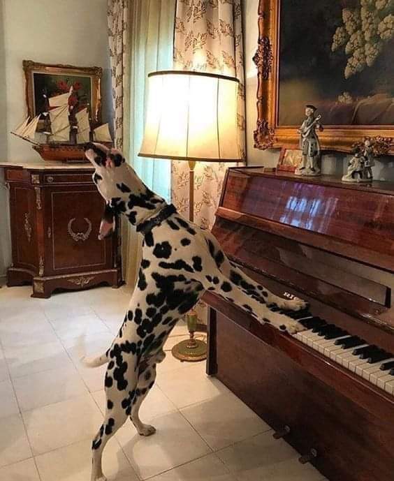 dalmation piano.jpg