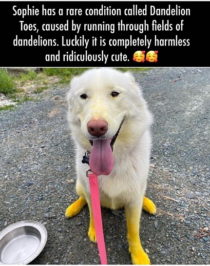 dandelion toes.jpg
