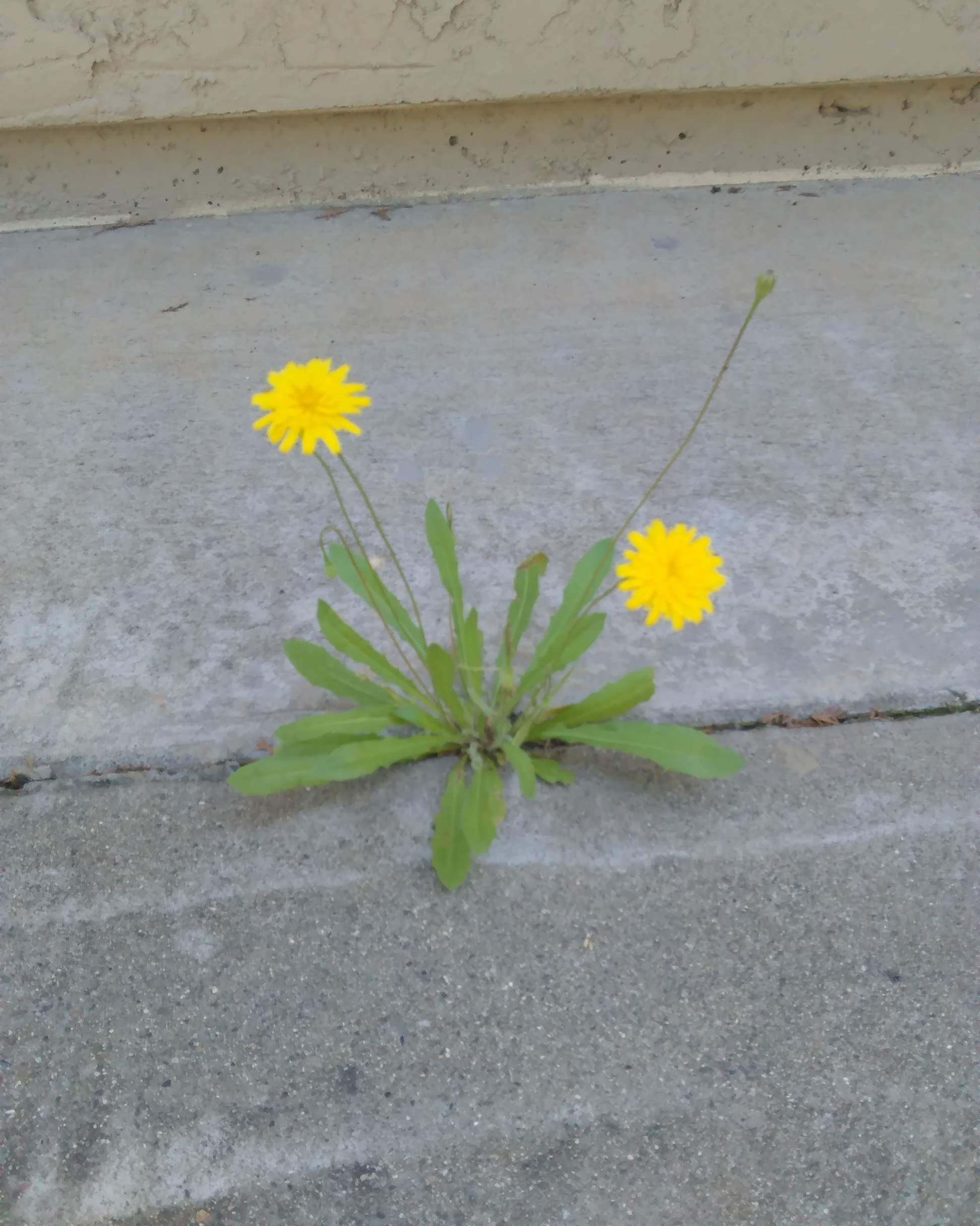 Dandelions - 4-23-2018.jpg