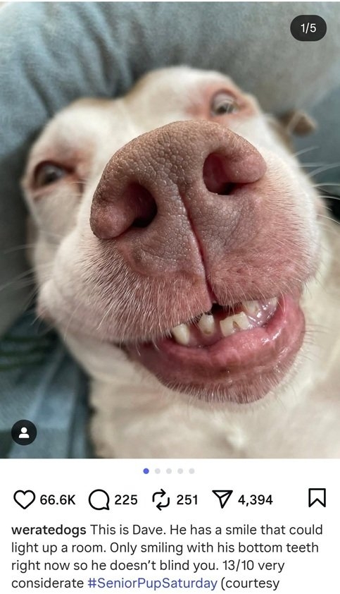 dave dog.jpg