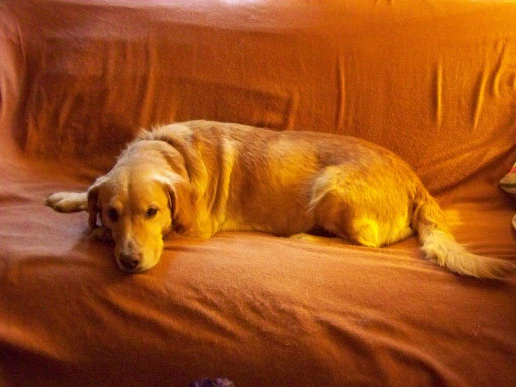 dawg003_zps0a6efcf4.JPG