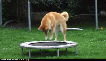 ddfg.gif
