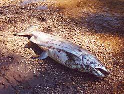 dead-_salmon.jpg