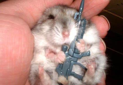 dead-hamster.jpg