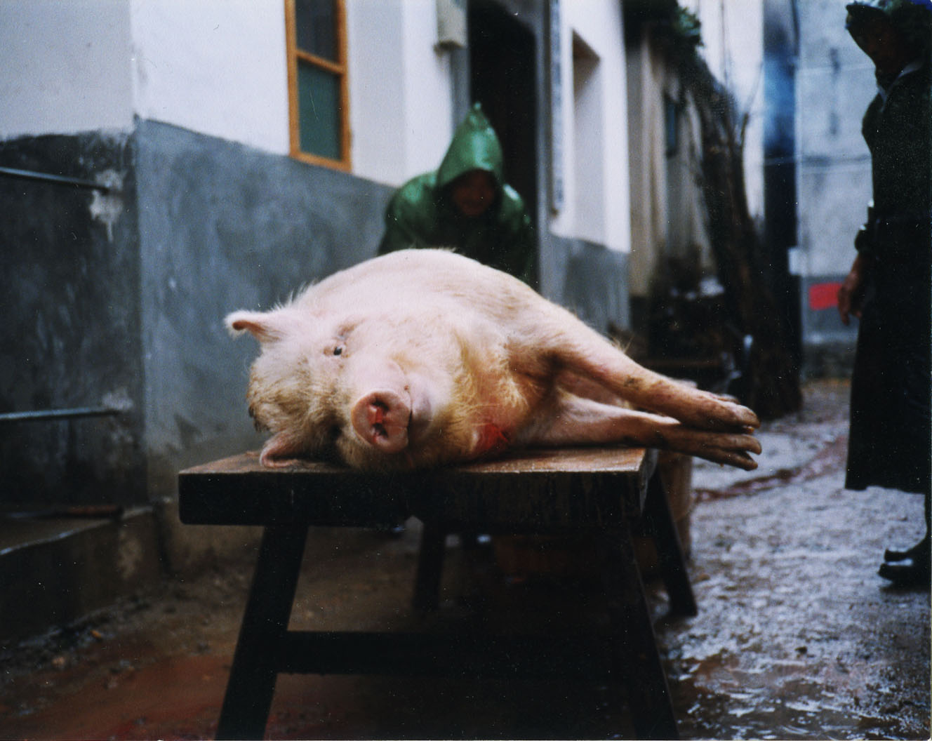 dead-pig.jpg