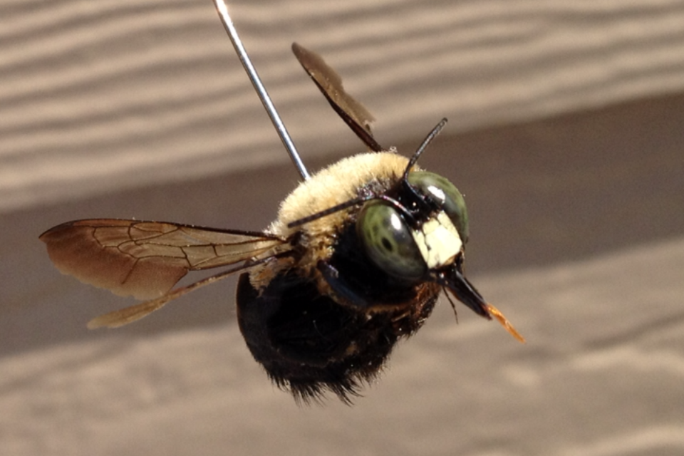 dead_carpenter_bee.PNG