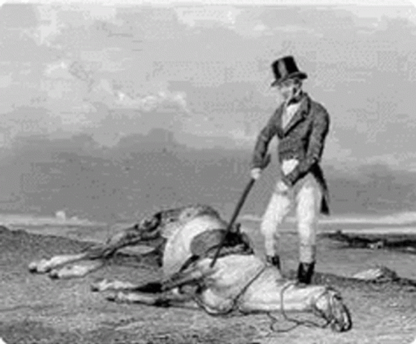 dead_horse.gif