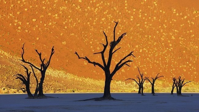 Dead_Vlei.jpg