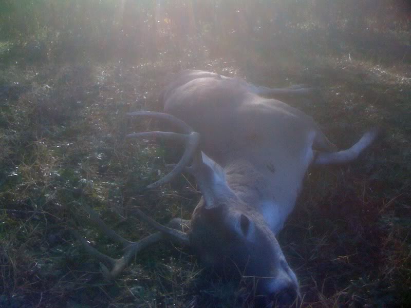 Dec20deer.jpg