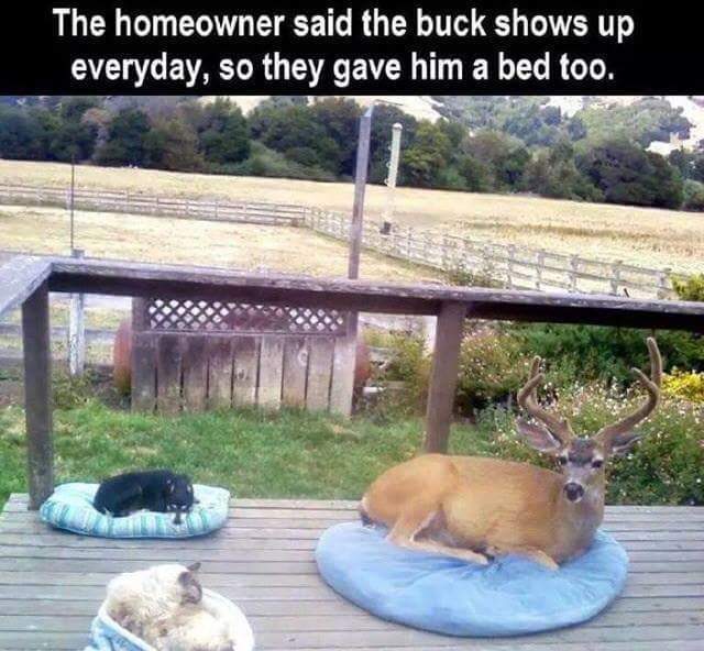 deer bed.jpg