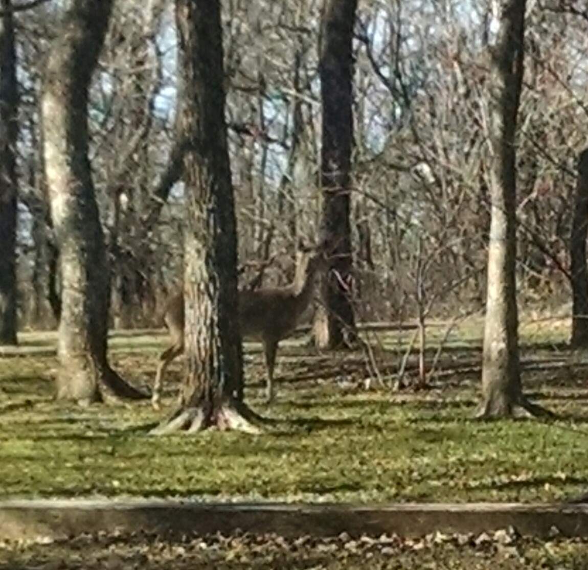Deer in the Park.JPG