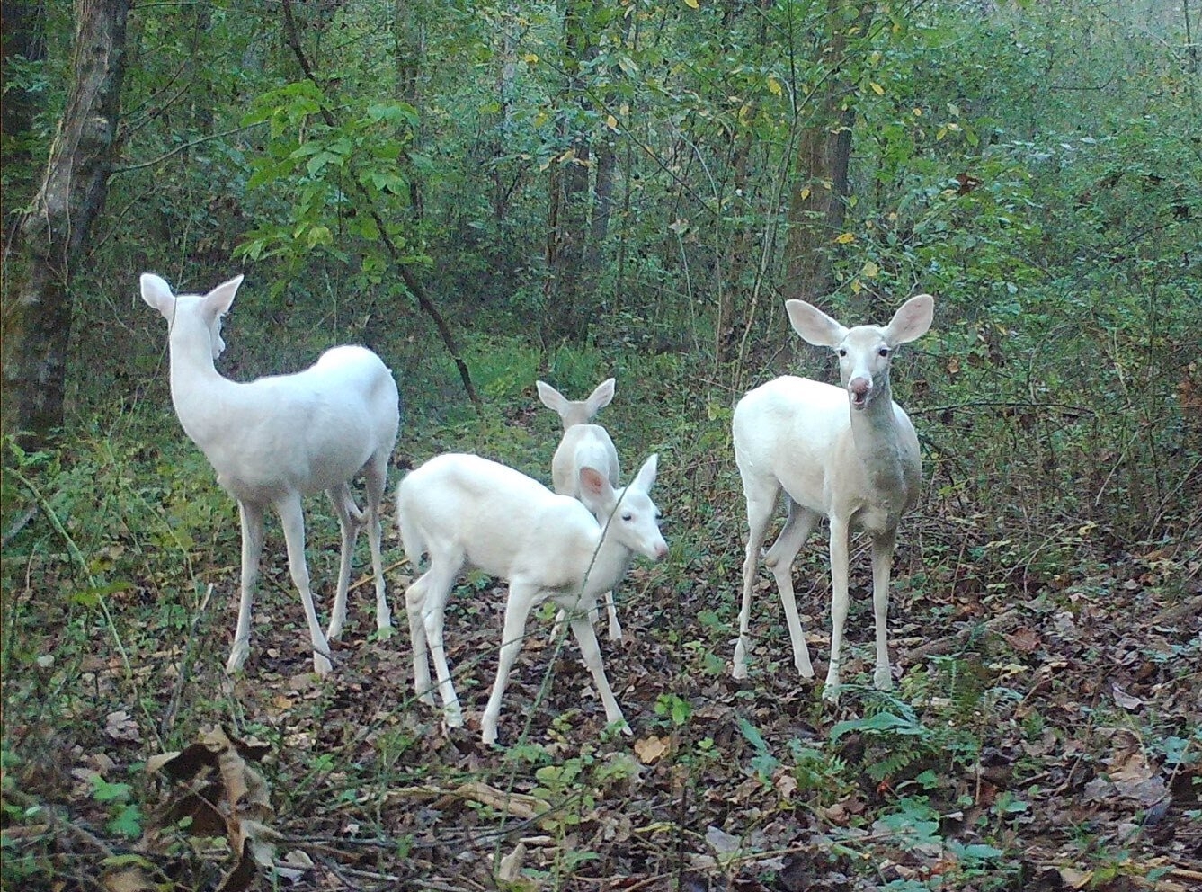 deer.jpeg