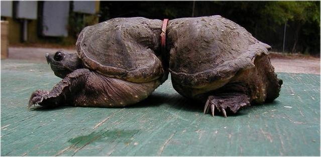 deformturtle.jpg