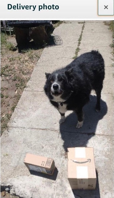 delivery dog 2.jpg