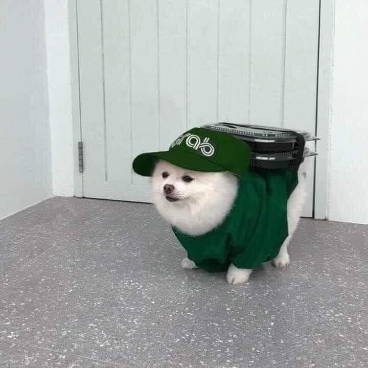 delivery dog.jpg