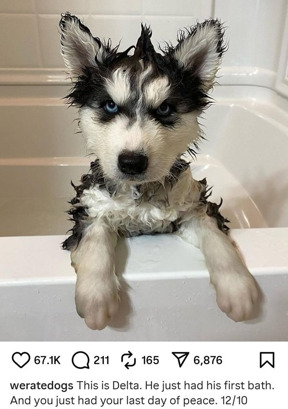 Delta dog.jpg