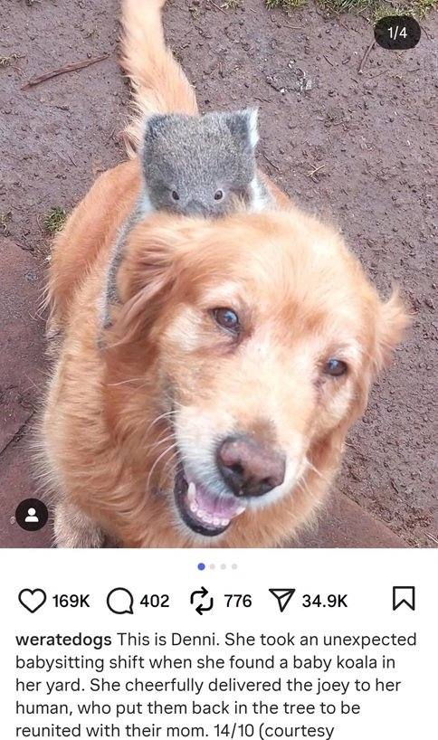 denni dog.jpg