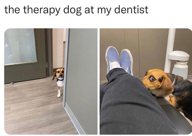 dentist dog.jpg