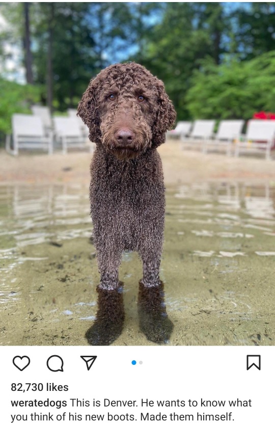 denver dog.jpg