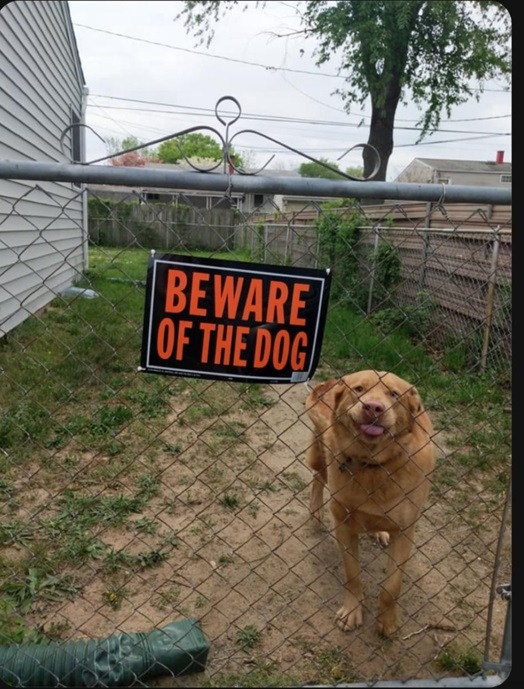 derpy dog.jpg