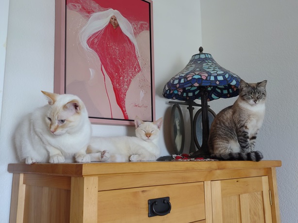 desk cats.jpg